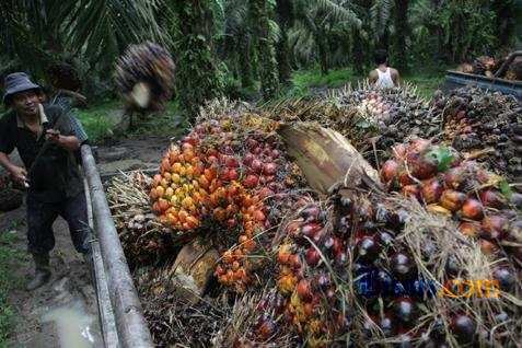  Produksi Kelapa Sawit Tahun Ini Dipatok 28 Juta Ton